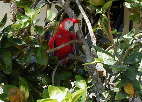 Parrot